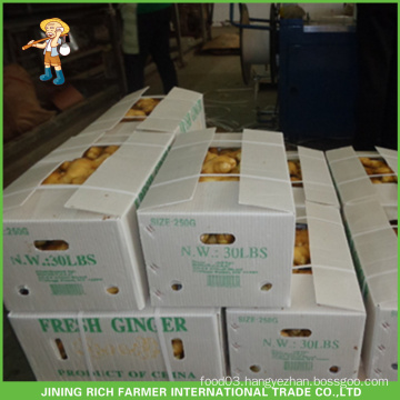 Export Air Dried Ginger In Low Price